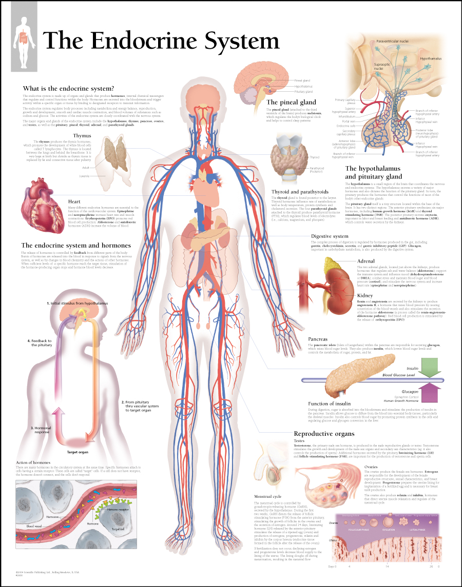 Anatomy The Human Endocrine System Wise Mindbody Healing