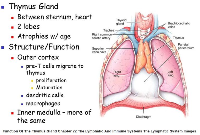 Anatomy: The Thymus Gland – Wise Mindbody Healing