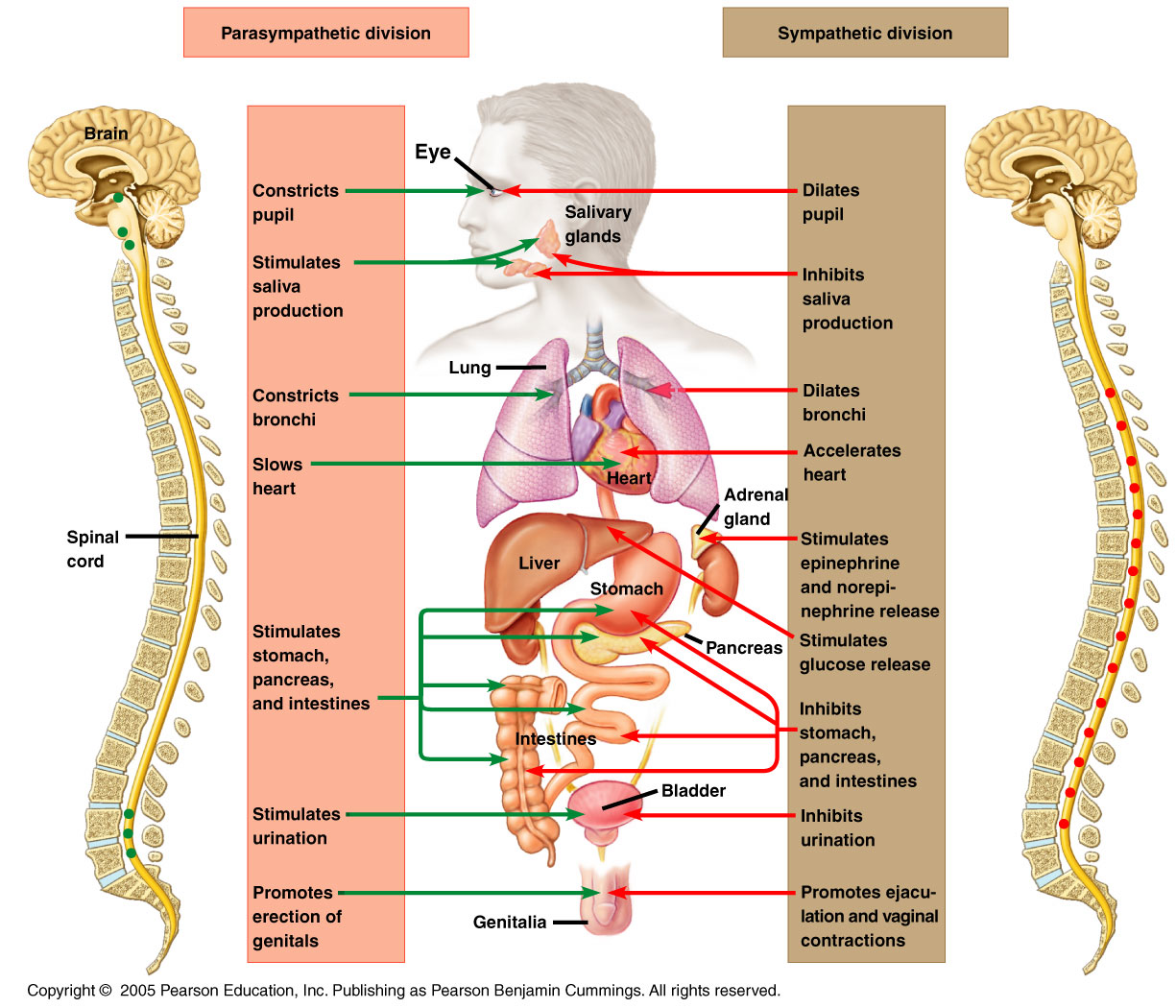 Learn About The ANS SNS PNS Vagus And Neurotransmitters Wise 